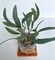 Artificial Mini Olive Tree in Handmade Pot with Wood Coaster - Small Faux Olive Tree product 5